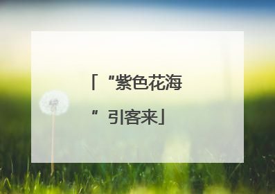 “紫色花海”引客来