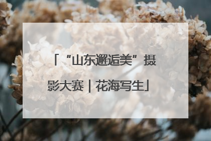 “山东邂逅美”摄影大赛｜花海写生