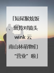 短尾猴炫饭、斑羚对镜头wink 云南山林萌物们“营业”啦