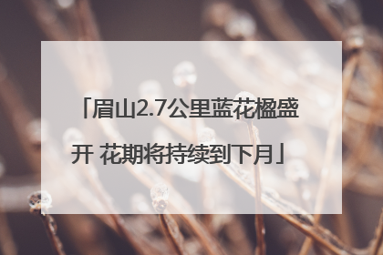 眉山2.7公里蓝花楹盛开 花期将持续到下月