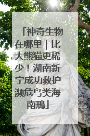 神奇生物在哪里｜比大熊猫更稀少！湖南新宁成功救护濒危鸟类海南鳽