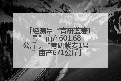 经测量“青研蓝麦1号”亩产601.68公斤，“青研紫麦1号”亩产671公斤