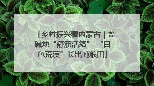 乡村振兴看内蒙古｜盐碱地“舒筋活络” “白色荒漠”长出吨粮田