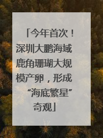 今年首次！深圳大鹏海域鹿角珊瑚大规模产卵，形成“海底繁星”奇观
