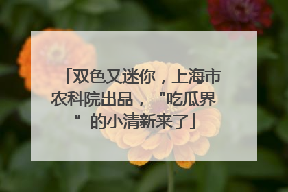 双色又迷你，上海市农科院出品，“吃瓜界”的小清新来了