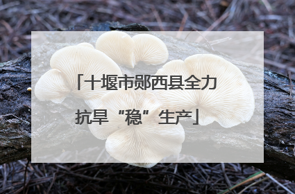 十堰市郧西县全力抗旱“稳”生产