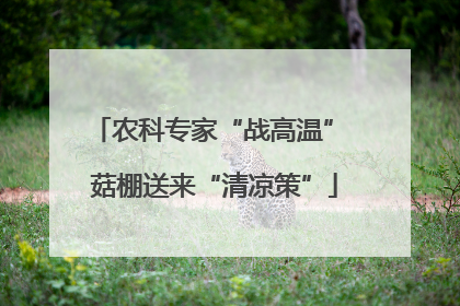 农科专家“战高温” 菇棚送来“清凉策”