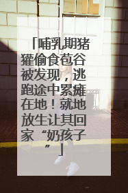 哺乳期猪獾偷食苞谷被发现，逃跑途中累瘫在地！就地放生让其回家“奶孩子”
