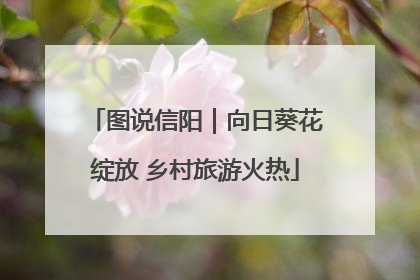 图说信阳｜向日葵花绽放 乡村旅游火热