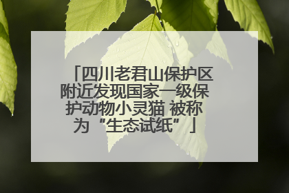 四川老君山保护区附近发现国家一级保护动物小灵猫 被称为“生态试纸”