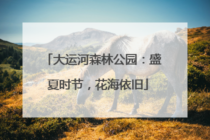 大运河森林公园：盛夏时节，花海依旧