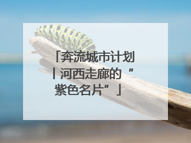 奔流城市计划丨河西走廊的“紫色名片”