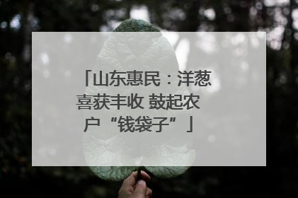 山东惠民：洋葱喜获丰收 鼓起农户“钱袋子”