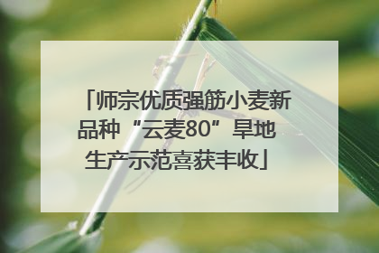 师宗优质强筋小麦新品种“云麦80”旱地生产示范喜获丰收