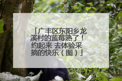 广丰区东阳乡龙溪村的蓝莓熟了！约起来 去体验采摘的快乐（图）