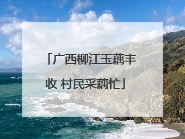 广西柳江玉藕丰收 村民采藕忙