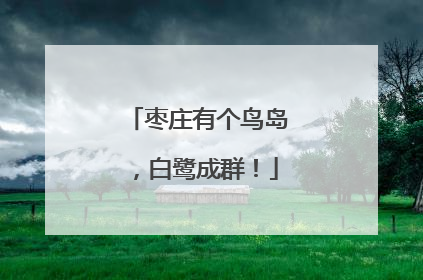 枣庄有个鸟岛，白鹭成群！