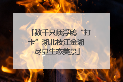 数千只须浮鸥“打卡”湖北枝江金湖 尽显生态美景
