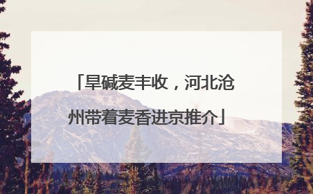 旱碱麦丰收，河北沧州带着麦香进京推介