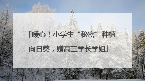 暖心！小学生“秘密”种植向日葵，赠高三学长学姐