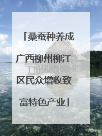 桑蚕种养成广西柳州柳江区民众增收致富特色产业