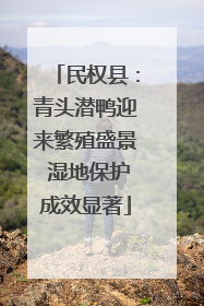 民权县：青头潜鸭迎来繁殖盛景 湿地保护成效显著