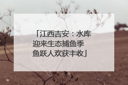 江西吉安：水库迎来生态捕鱼季 鱼跃人欢获丰收
