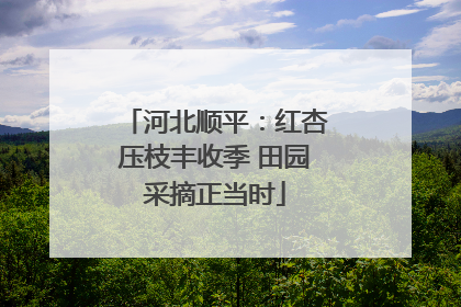 河北顺平：红杏压枝丰收季 田园采摘正当时
