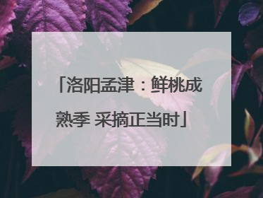 洛阳孟津：鲜桃成熟季 采摘正当时