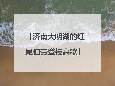 济南大明湖的红尾伯劳登枝高歌