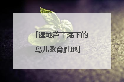湿地芦苇荡下的鸟儿繁育胜地