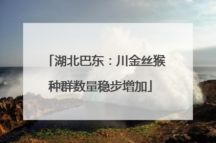 湖北巴东：川金丝猴种群数量稳步增加