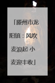 滕州市龙阳镇：风吹麦浪起 小麦迎丰收