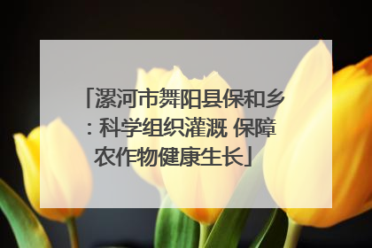 漯河市舞阳县保和乡：科学组织灌溉 保障农作物健康生长