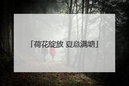 荷花绽放 夏意满塘