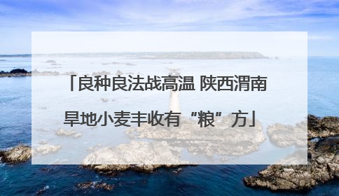 良种良法战高温 陕西渭南旱地小麦丰收有“粮”方