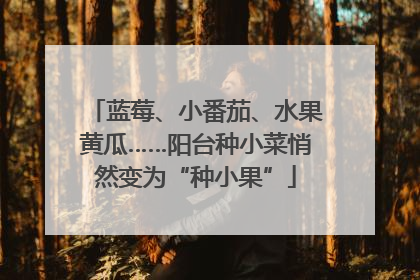 蓝莓、小番茄、水果黄瓜……阳台种小菜悄然变为“种小果”