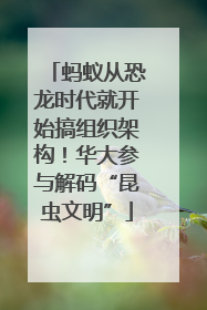 蚂蚁从恐龙时代就开始搞组织架构！华大参与解码“昆虫文明”