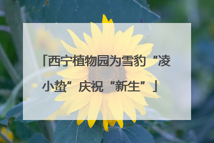 西宁植物园为雪豹“凌小蛰”庆祝“新生”