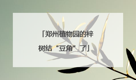 郑州植物园的梓树结“豆角”了