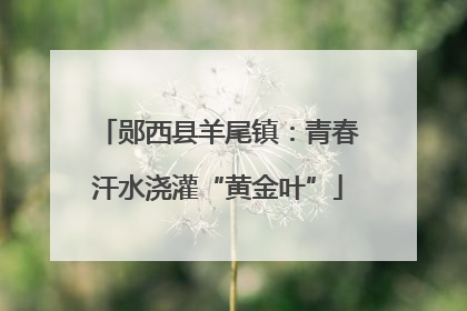 郧西县羊尾镇：青春汗水浇灌“黄金叶”