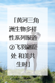 黄河三角洲生物多样性系列报道②飞羽翩跹处 和美共生时