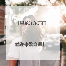 黑龙江东方白鹳迎来繁育期