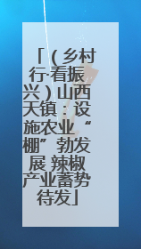 （乡村行·看振兴）山西天镇：设施农业“棚”勃发展 辣椒产业蓄势待发